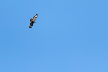 The buzzard which flies in the blue sky.