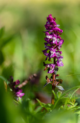Beautiful spring flower corydalis in forest.