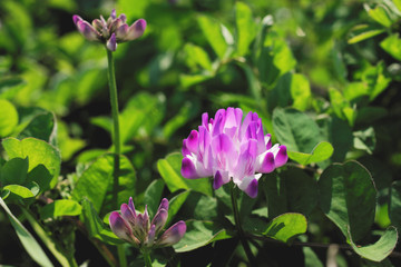Closeup Chinese milk vetch flower