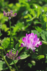Closeup Chinese milk vetch flower