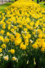 daffodils growing on a flowerbed in a park