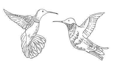 Tropical birds colibri. Humming bird. Black lines on white background. Vector illustration.