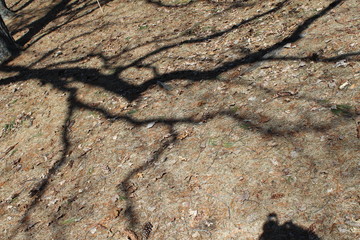 texture of bark of tree