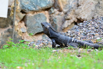 lizard on rock