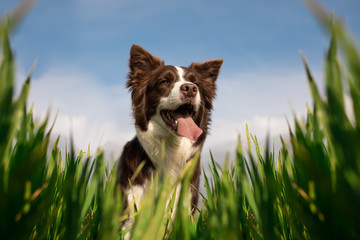 border collie cane