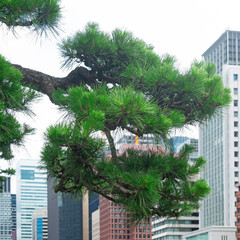 Fototapeta na wymiar Nature or urban background in cloudy summer day in downtown Marunouchi district, Tokyo, Japan, featuring trees and tall buildings illustrating modern urban and ecology concept. 