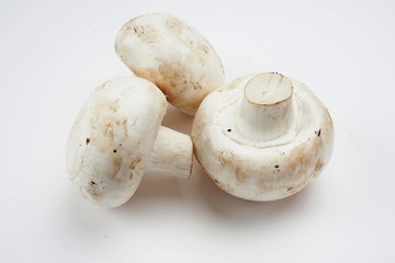 Mushrooms isolated on a light background