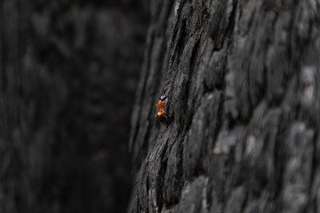 A red ant crawling up a tree burned in the Australian bush fires