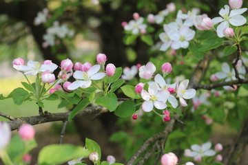 Obraz na płótnie Canvas Apple Blossom 5