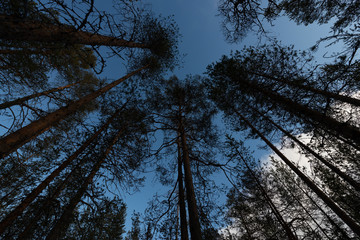 Obraz premium mänty metsä2