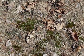 squirrel in the forest