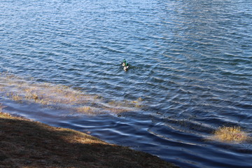 fishing in the sea