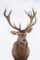 Beautiful closeup of a deer with antlers on isolated background