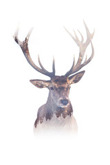 Double exposure of a deer with big antlers and forest.