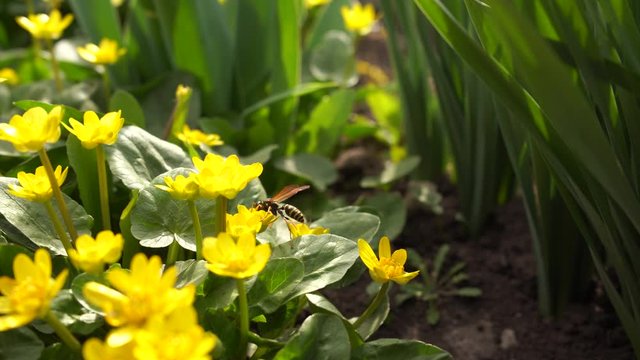 Wasp and bee fight while feeding on the yellow flowers. Collect nectar and pollinate flowers in a nature on spring