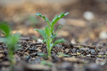 Vegetable Garden
