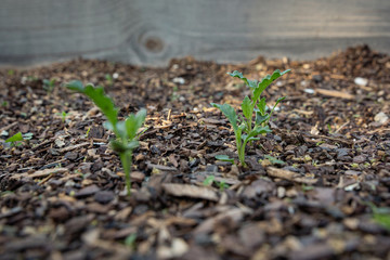 Vegetable Garden