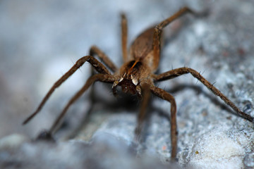 spider on web