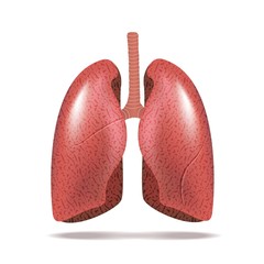 Human lungs isolated on white