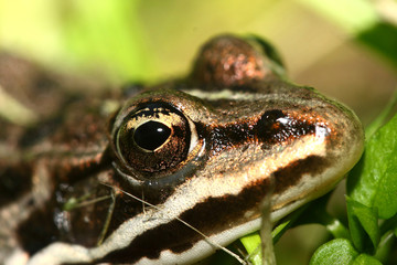 frog on leaf
