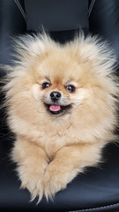 Ridiculous spitz-dog sits on a black background. Cute Pomeranian smiled. Mobile photography.