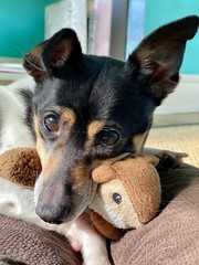 Cute black, white and tan small terrier dog snuggling with a stuffed animal