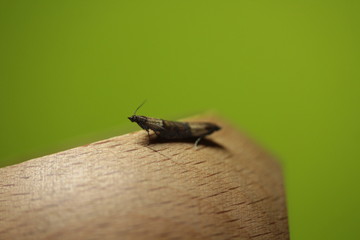 Mediterranean flour moth  (Ephestia kuehniella) on wooden board