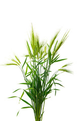 green ears of wheat isolated