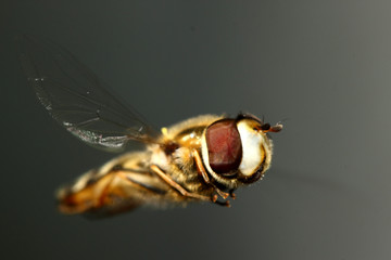 fly on leaf