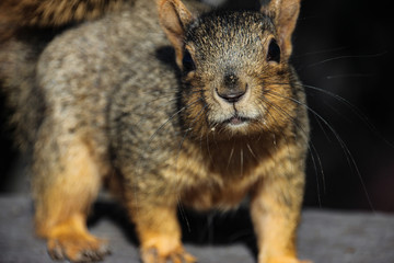 Cheeky Squirrel close-up, seems to pose for the camera