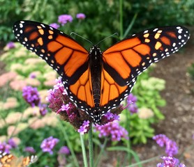 Monarch butterfly resting on purple flowers in summer floral background