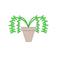 pot with hanging plant on white background
