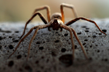 spider on macro