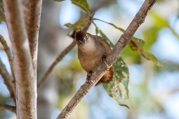 Greater Thornbird photographed in Corumba, Mato Grosso do Sul. Pantanal Biome. Picture made in 2017.