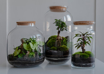 Small decoration plants in a glass bottle/garden terrarium bottle/ forest in a jar. Terrarium jar...