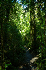 Obraz premium Alerces ruta 7, ubicado en caleta gonzalo, patagonia, región de los lagos, Chile.