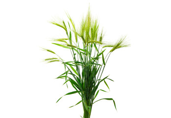 green ears of wheat isolated