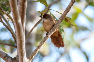 Greater Thornbird photographed in Corumba, Mato Grosso do Sul. Pantanal Biome. Picture made in 2017.