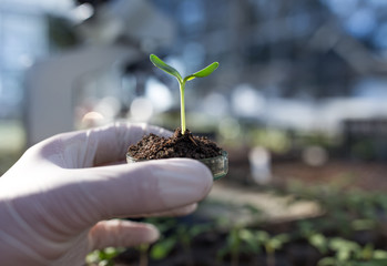 Biologist holding sprout with soil in petri dish in laboratory