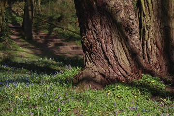 Märchenhafter Baum auf einer Blumenwiese vor einer Treppe