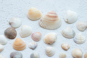 Shells on a light background . Article about vacation. Sea shells lie on a light background