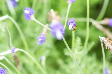 Lavender flower macro and bee with bokeh background