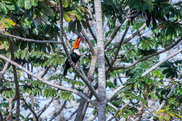 Toco Toucan photographed in Corumba, Mato Grosso do Sul. Pantanal Biome. Picture made in 2017.