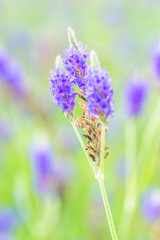 Lavender flower macro with selective focused and bokeh background