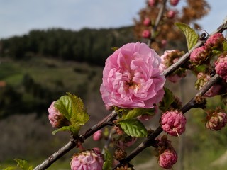 Pink flowers  in the forest