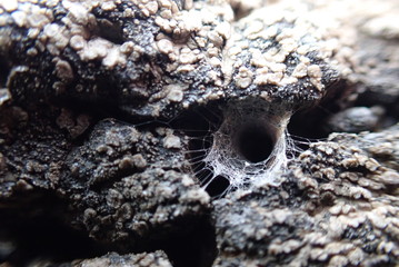 spiderweb tunnel 