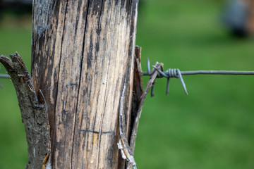 dragonfly on barbed wire