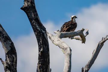 Osprey hawk watches from tree branch