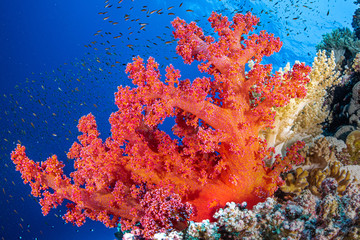Fototapeta na wymiar Korallen am Big Brother Riff im Roten Meer in Ägypten