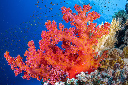Korallen am Big Brother Riff im Roten Meer in Ägypten